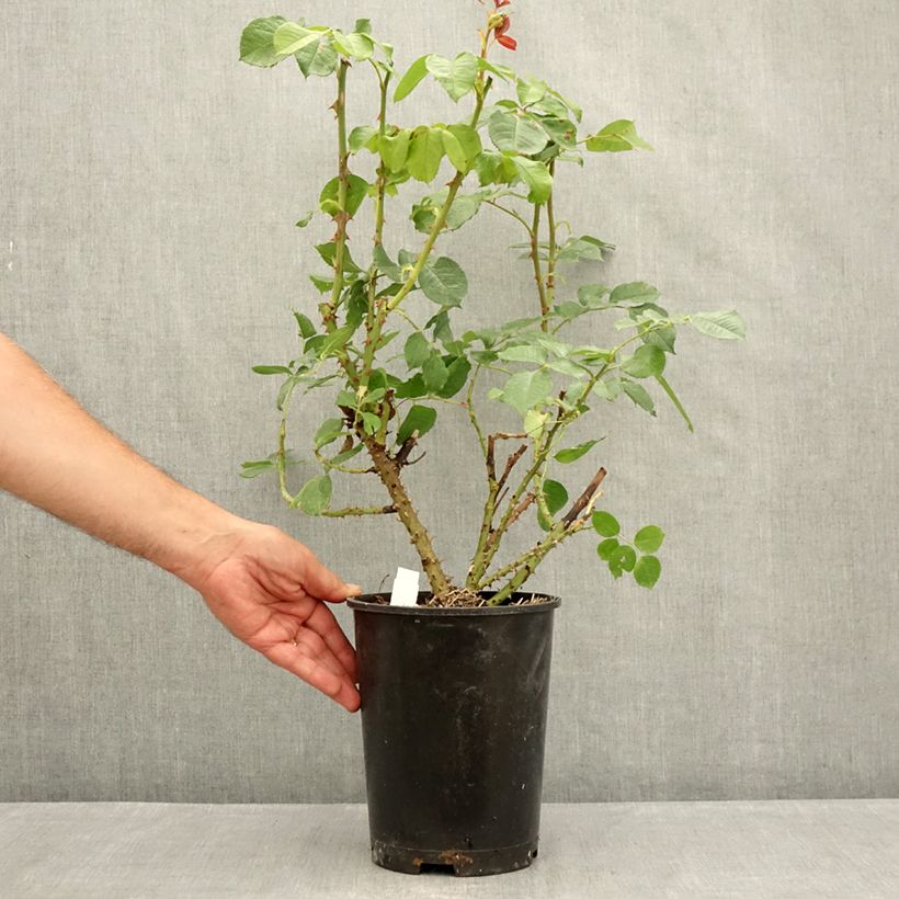Exemplaar van Rosa Niharika - Grootbloemige roos Pot van 4 l/5 l zoals geleverd in de zomer