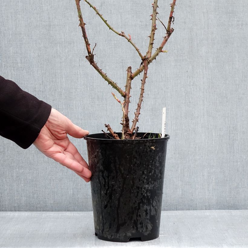 Exemplaar van Rosa Niharika - Grootbloemige roos Pot van 4 l/5 l zoals geleverd in de winter
