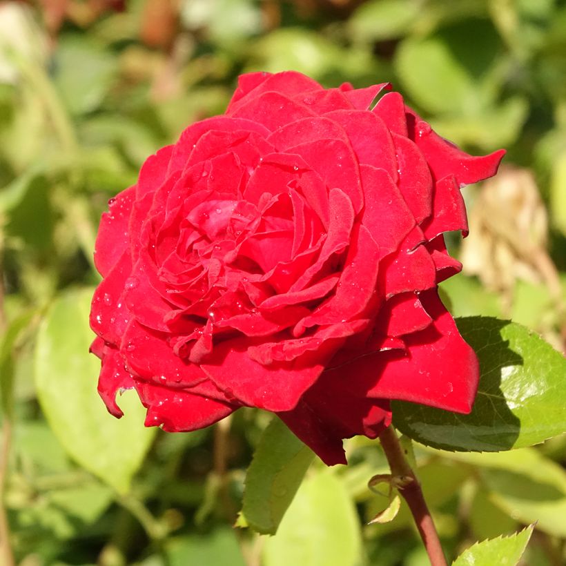Rosa Noémie de Rothschild - Grootbloemige roos (Bloei)