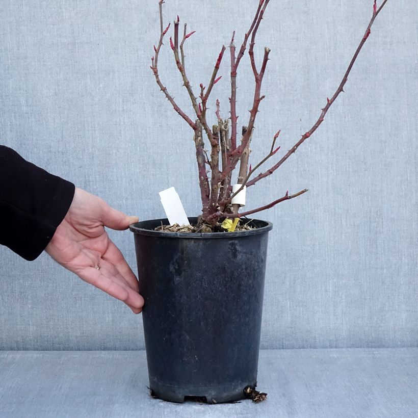 Exemplaar van Rosa Noémie de Rothschild - Grootbloemige roos Pot van 4 l/5 l zoals geleverd in de winter