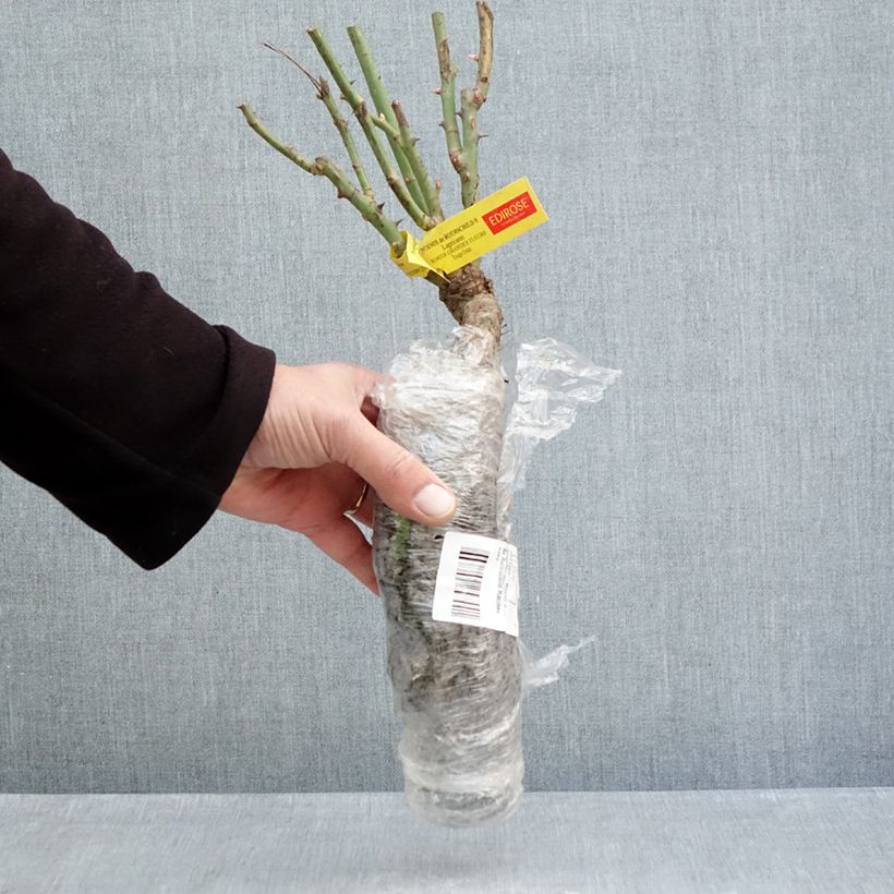 Exemplaar van Rosa Noémie de Rothschild - Grootbloemige roos Naakte wortel zoals geleverd in de winter