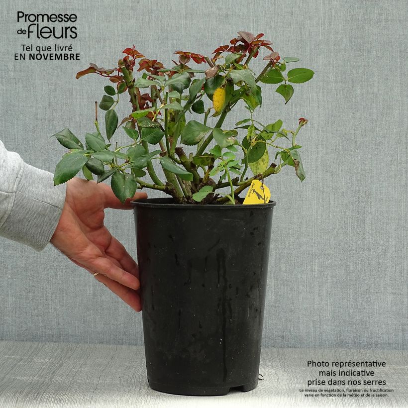 Exemplaar van Rosa Nostalgie - Grootbloemige roos Pot van 4 l/5 l zoals geleverd in de herfst