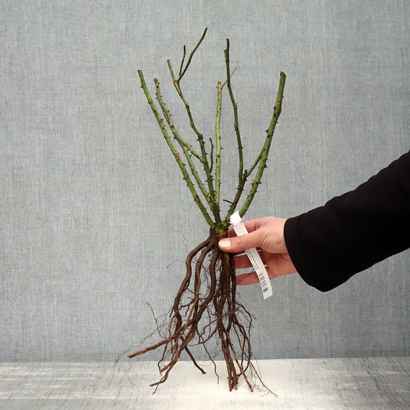 Exemplaar van Rosa Nostalgie - Grootbloemige roos Naakte wortel zoals geleverd in de winter