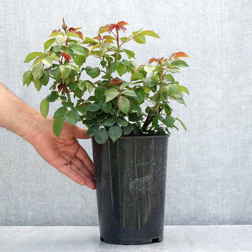 Exemplaar van Rosa Nostalgie - Grootbloemige roos Pot van 4 l/5 l zoals geleverd in de zomer