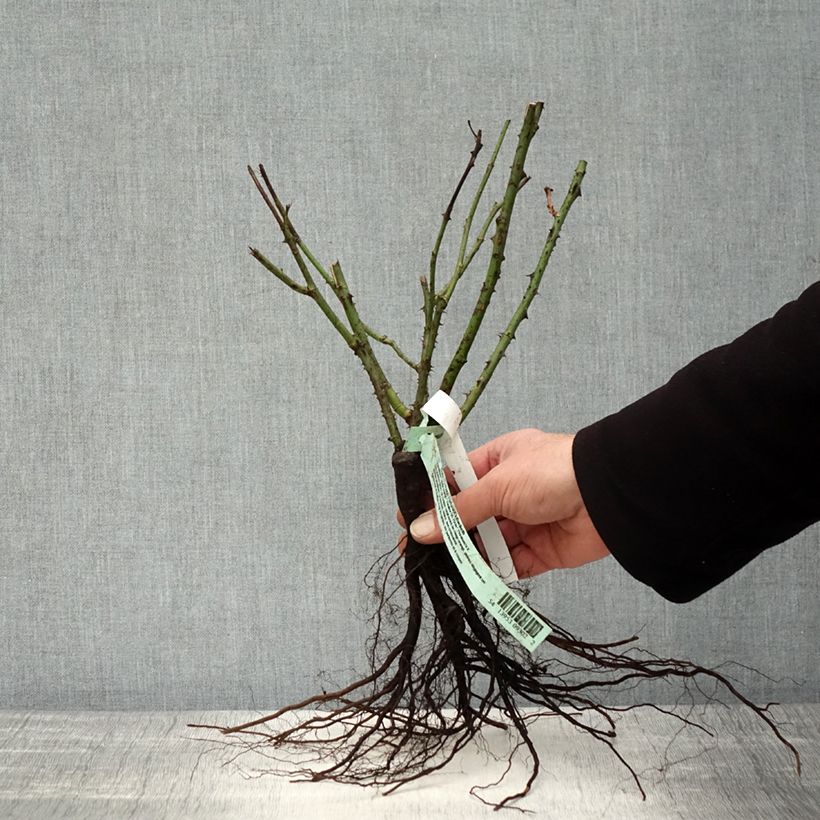 Exemplaar van Rosa Duftwolke - Grootbloemige roos Naakte wortel zoals geleverd in de winter