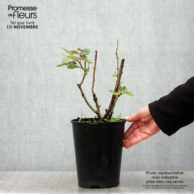 Exemplaar van Rosa Pullman Orient Express - Grootbloemige roos Pot van 4 l/5 l zoals geleverd in de herfst