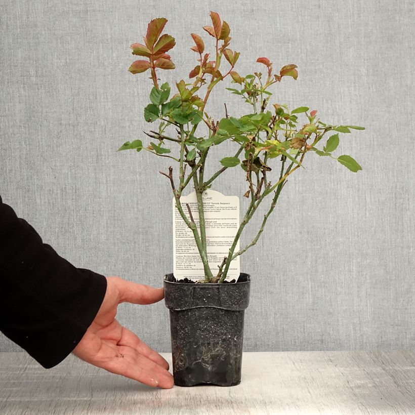 Example of Rosa Pullman Orient Express - Grootbloemige roos Pot van 10 cm/11 cm as you get in printemps