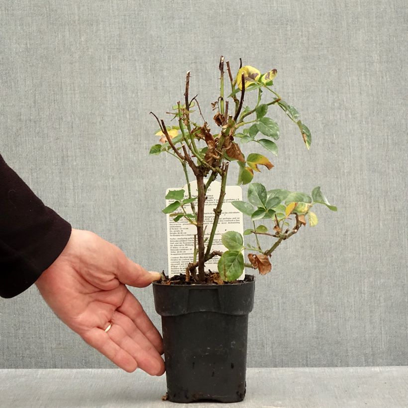 Exemplaar van Rosa Pullman Orient Express - Grootbloemige roos Pot van 10 cm/11 cm zoals geleverd in de herfst
