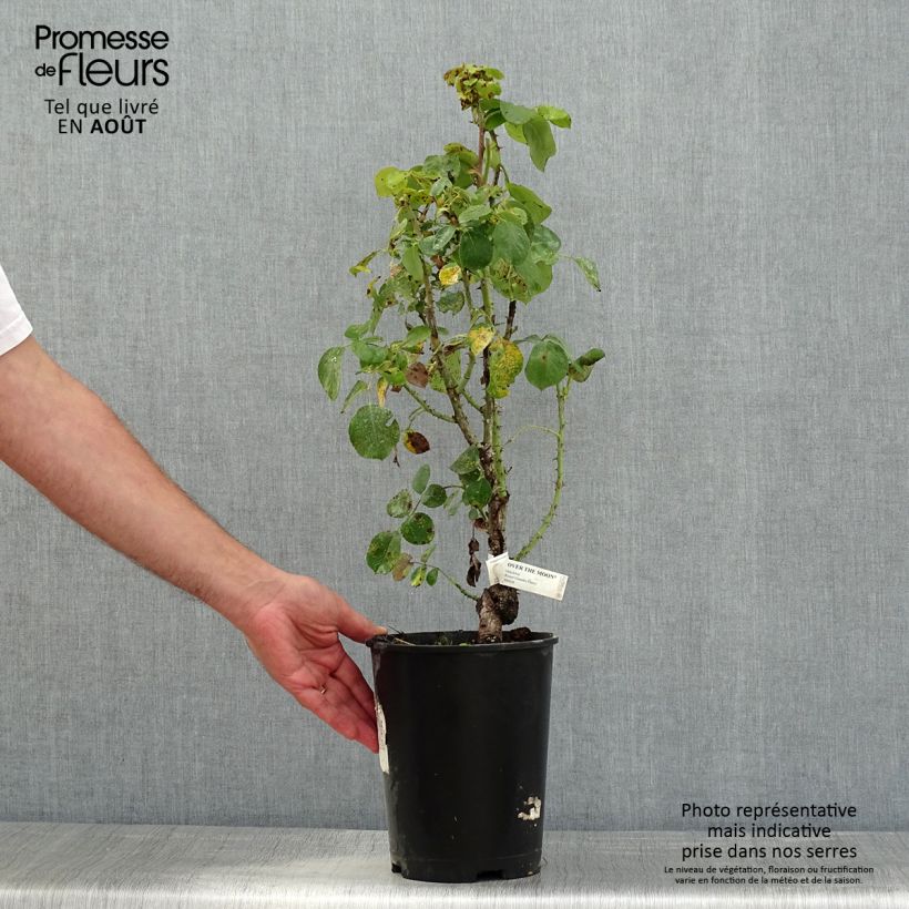 Exemplaar van Rosa Over the Moon - Grootbloemige roos Pot van 4 l/5 l zoals geleverd in de zomer