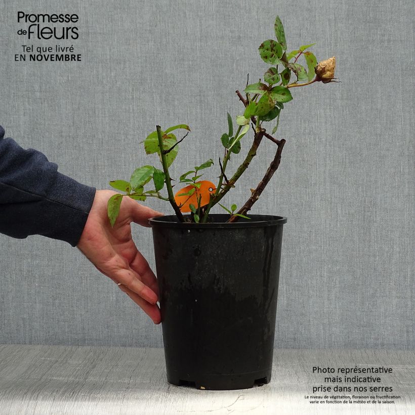 Exemplaar van Rosa Pacific Sunset - Grootbloemige roos Pot van 4 l/5 l zoals geleverd in de herfst
