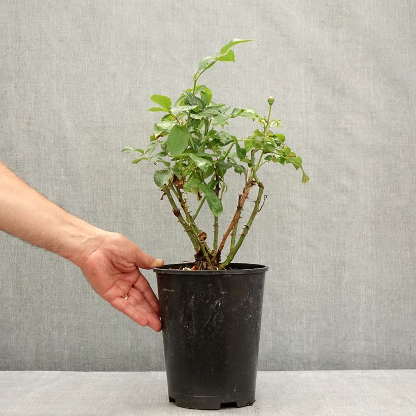 Exemplaar van Rosa Pacific Sunset - Grootbloemige roos Pot van 4 l/5 l zoals geleverd in de zomer