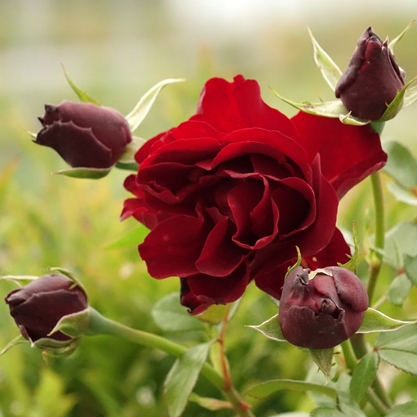 Rosa Paint it Black - Grootbloemige roos (Bloei)