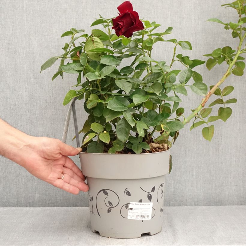 Exemplaar van Rosa Paint it Black - Grootbloemige roos Pot van 6 l/7 l zoals geleverd in de zomer