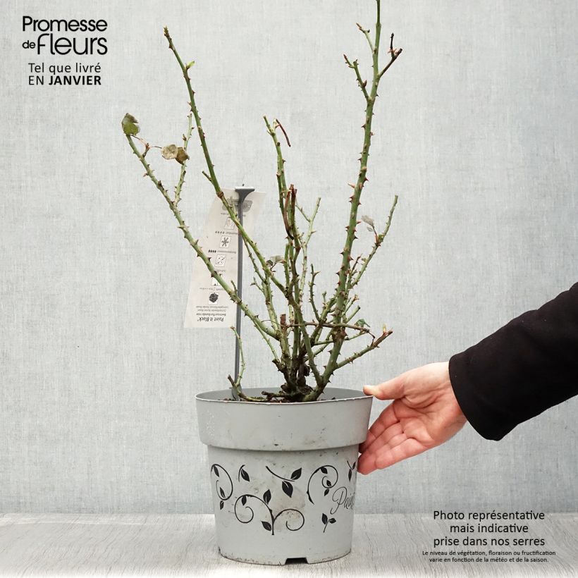 Exemplaar van Rosier à grandes fleurs Paint it Black Pot de 6L/7L zoals geleverd in de winter