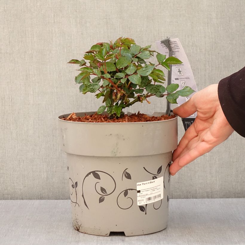 Exemplaar van Rosa Paint it Black - Grootbloemige roos Pot van 6 l/7 l zoals geleverd in de lente