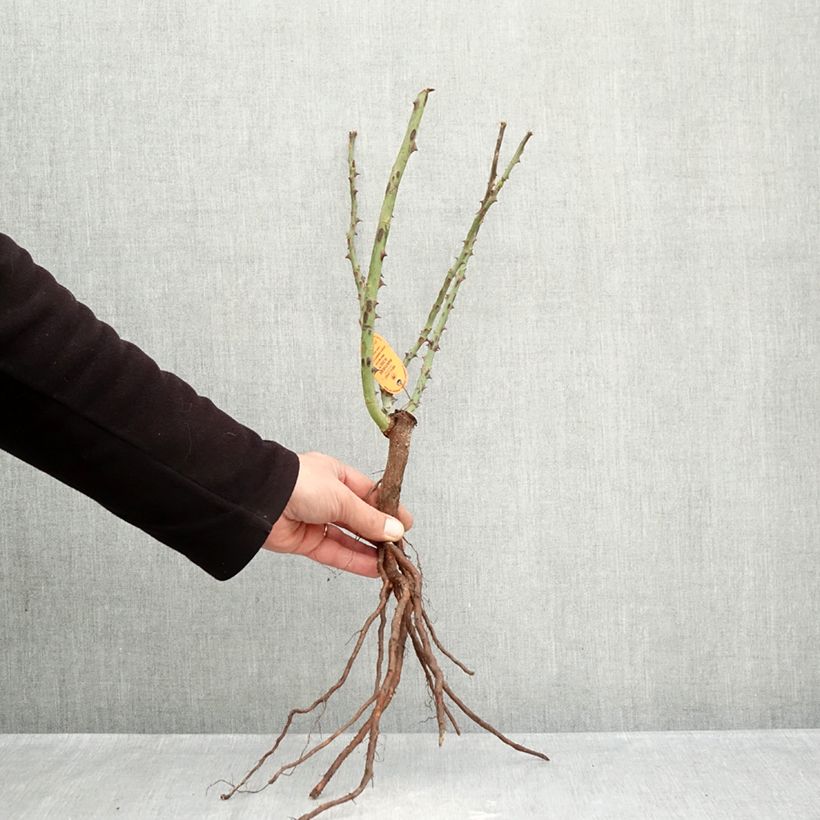 Exemplaar van Rosa Pink Panther - Grootbloemige roos Naakte wortel zoals geleverd in de winter