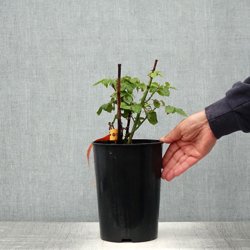 Exemplaar van Rosa Papa Meilland - Grootbloemige roos Pot van 4 l/5 l zoals geleverd in de zomer