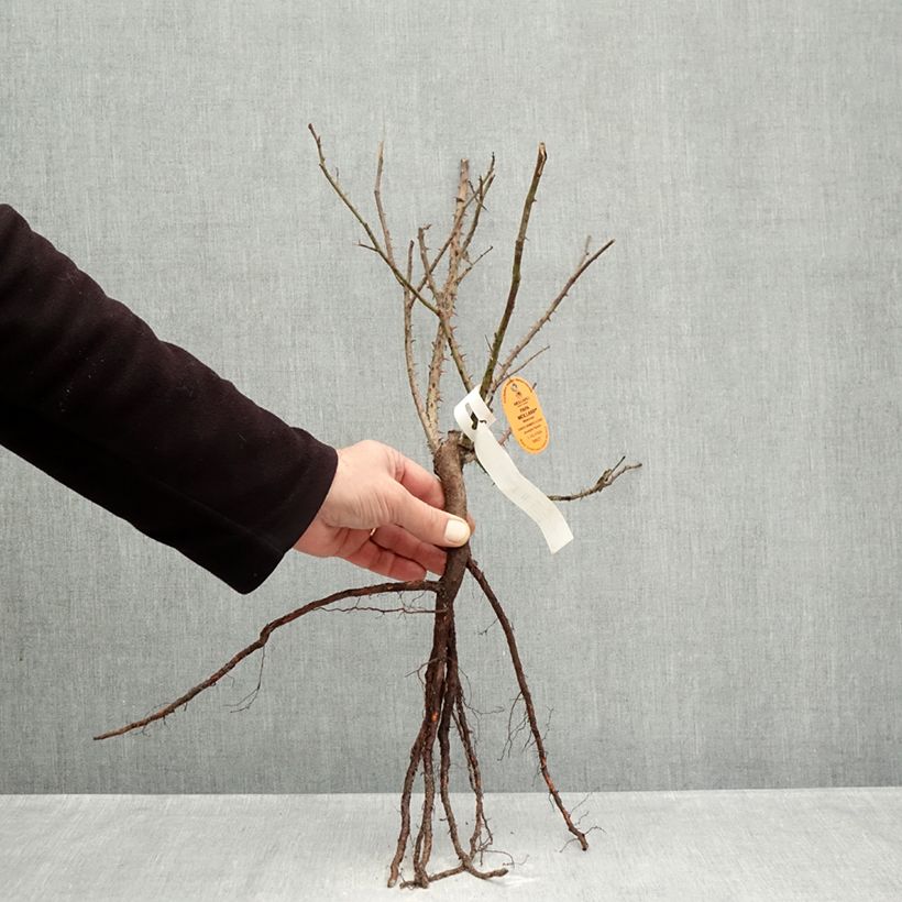 Exemplaar van Rosa Papa Meilland - Grootbloemige roos Naakte wortel zoals geleverd in de winter