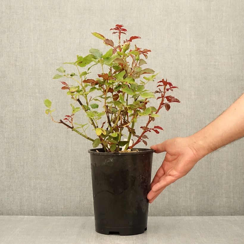 Exemplaar van Rosa Parfum de Grasse - Grootbloemige roos Pot van 4 l/5 l zoals geleverd in de zomer