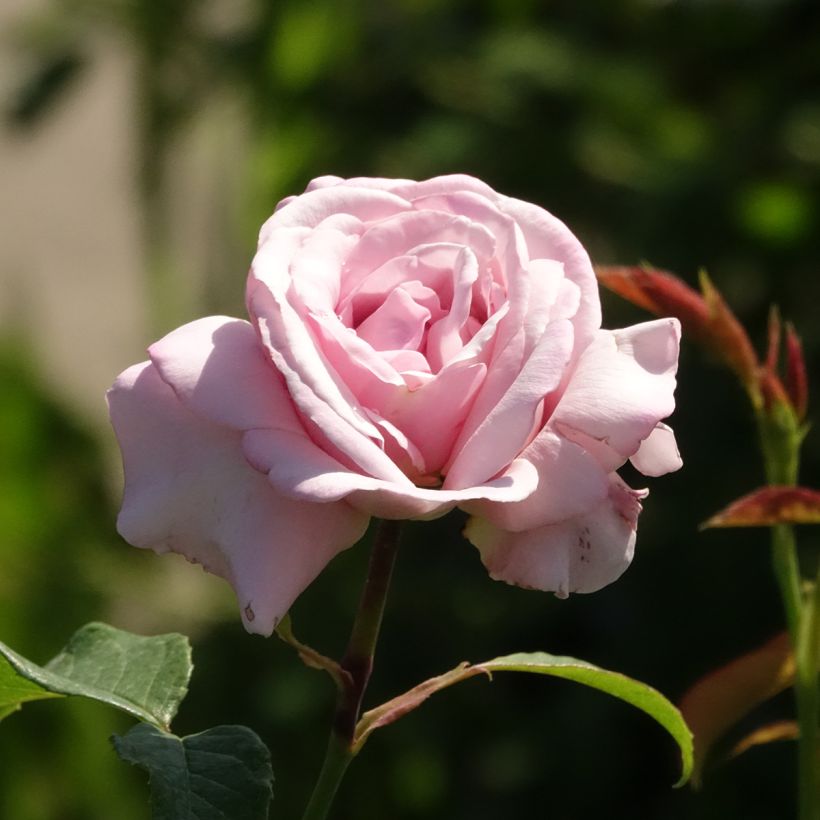 Rosa Parfum de Liberté - Grootbloemige roos (Bloei)