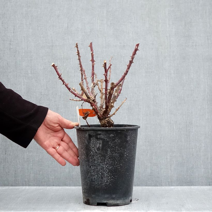 Exemplaar van Rosa Parfum de Loire - Grootbloemige roos Pot van 4 l/5 l zoals geleverd in de herfst