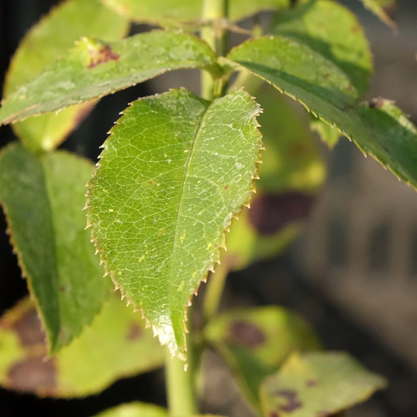 Rosa Parfum de Nantes - Grootbloemige roos (Blad)
