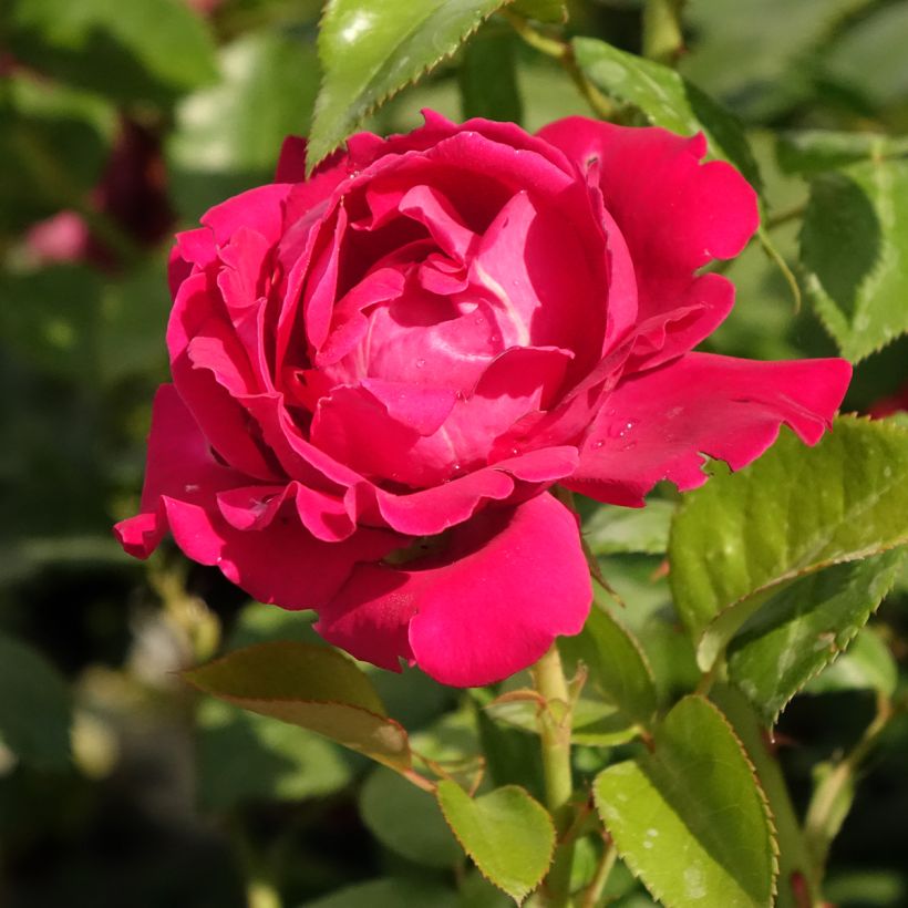 Rosa Perfume Factory - Grootbloemige roos (Bloei)