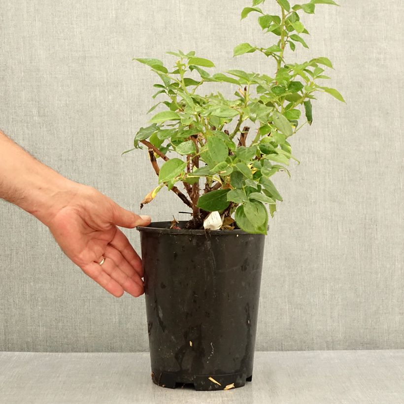 Exemplaar van Rosa Perfume Factory - Grootbloemige roos Pot van 4 l/5 l zoals geleverd in de zomer