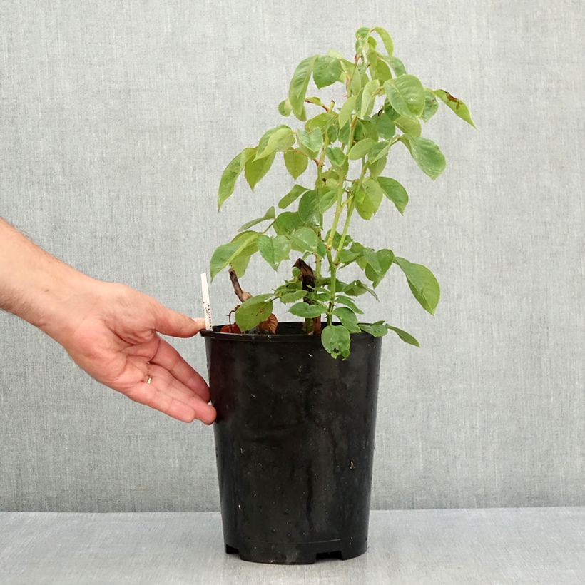 Exemplaar van Rosa Perugino - Grootbloemige roos Pot van 4 l/5 l zoals geleverd in de zomer