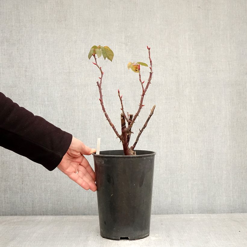 Exemplaar van Rosa Perugino - Grootbloemige roos Pot van 4 l/5 l zoals geleverd in de winter