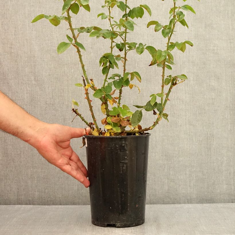 Exemplaar van Rosa Roger Whittaker - Grootbloemige roos Pot van 4 l/5 l zoals geleverd in de zomer