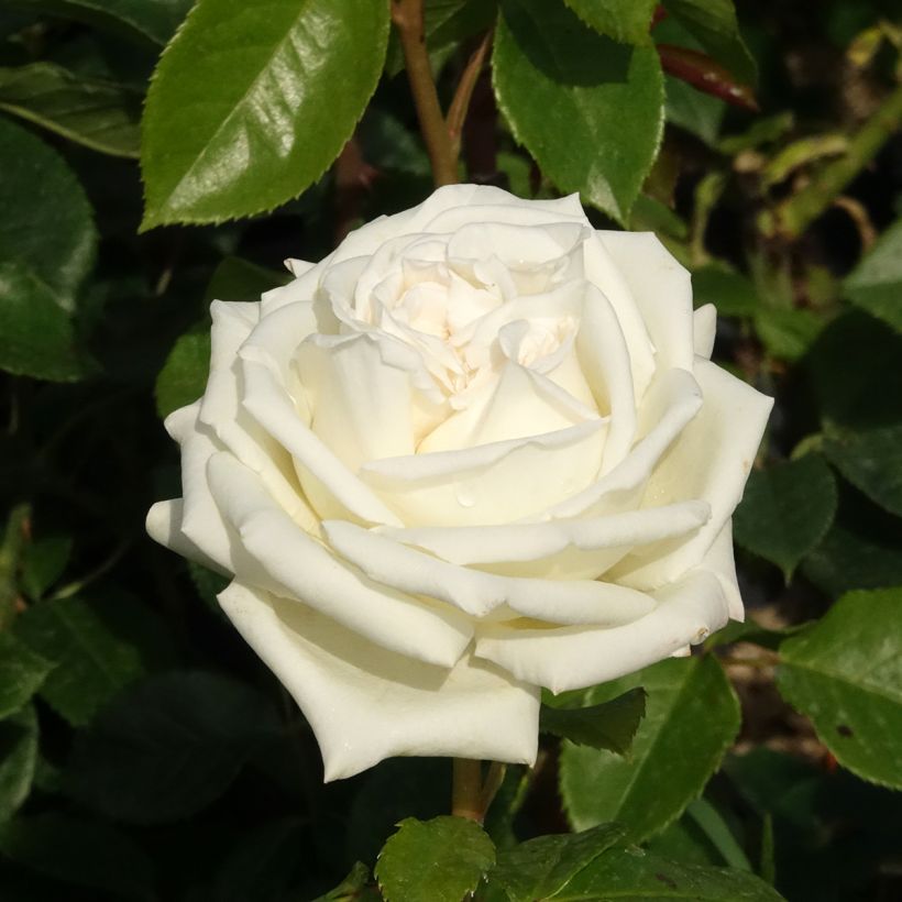 Rosa Roger Whittaker - Grootbloemige roos (Bloei)