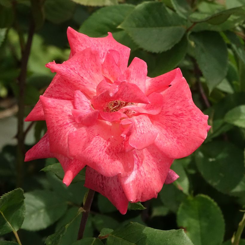 Rosa Pierre Cardin - Grootbloemige roos (Bloei)