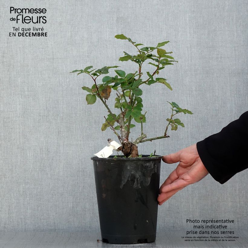 Exemplaar van Rosier à grandes fleurs Pierre de Luxembourg Pot de 4L/5L zoals geleverd in de herfst