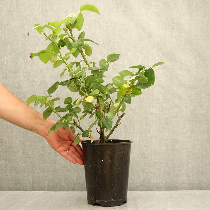 Exemplaar van Rosa Pierre de Luxembourg - Grootbloemige roos Pot van 4 l/5 l zoals geleverd in de zomer
