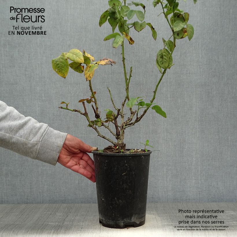 Exemplaar van Rosa Pink Eureka - Grootbloemige roos Pot van 4 l/5 l zoals geleverd in de herfst