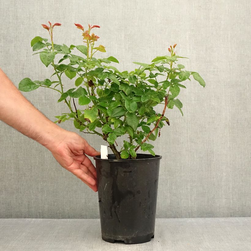 Exemplaar van Rosa Pink Eureka - Grootbloemige roos Pot van 4 l/5 l zoals geleverd in de zomer
