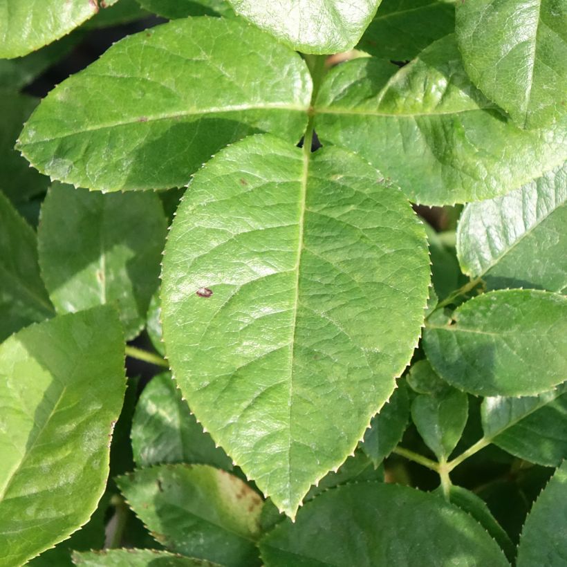 Rosa Pink Eureka - Grootbloemige roos (Blad)
