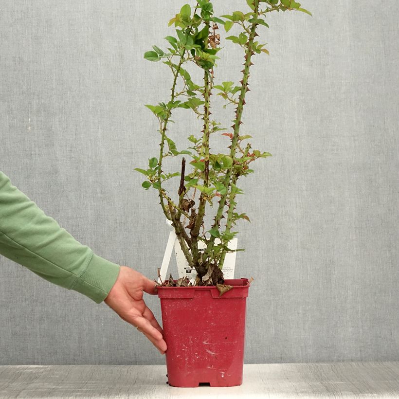Exemplaar van Rosa Pink Paradise - Grootbloemige roos Pot van 3 l/4 l zoals geleverd in de zomer