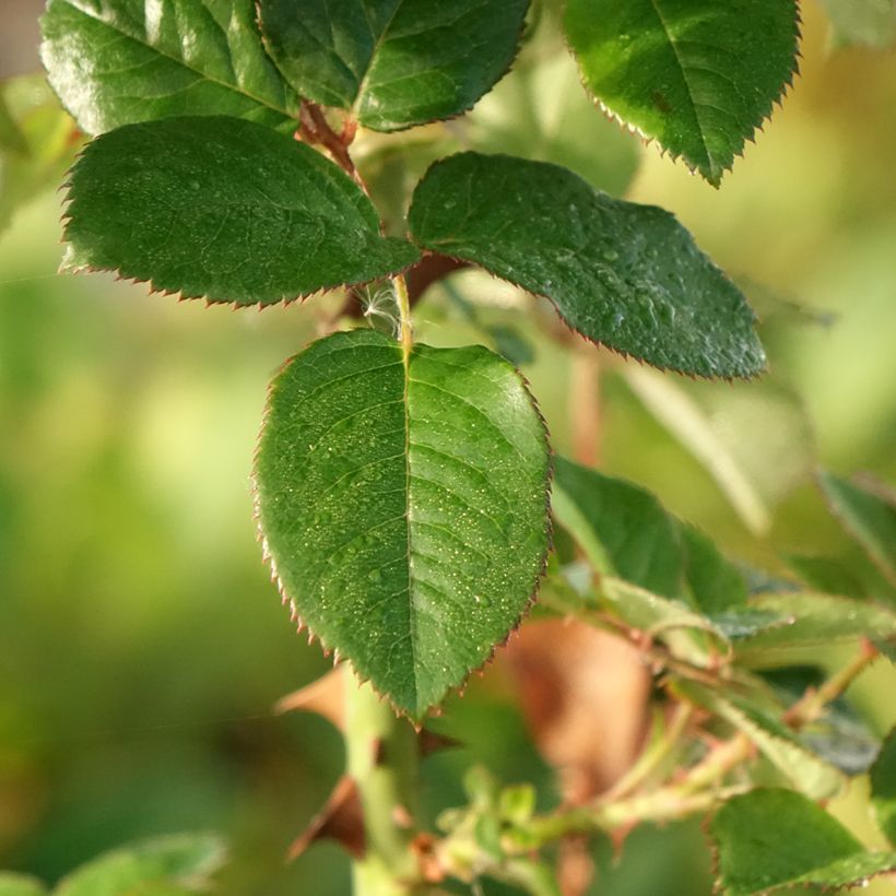 Rosa Pink Paradise - Grootbloemige roos (Blad)