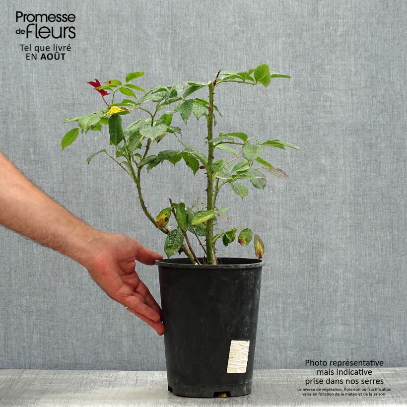 Exemplaar van Rosa Poseidon - Grootbloemige roos Pot van 4 l/5 l zoals geleverd in de zomer