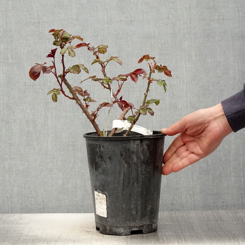Example of Rosa Poseidon - Grootbloemige roos Pot van 4 l/5 l as you get in printemps
