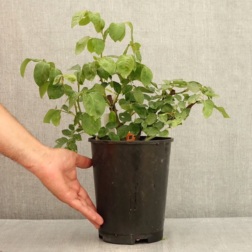 Exemplaar van Rosa Francis Meilland - Grootbloemige roos Pot van 4 l/5 l zoals geleverd in de zomer