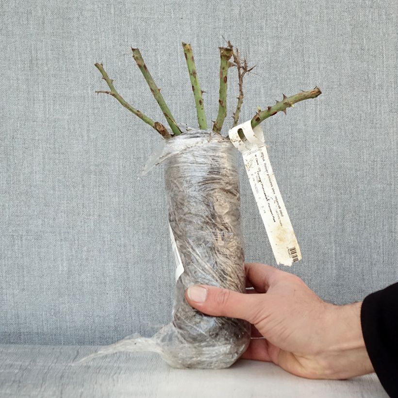 Exemplaar van Rosa Alexandra Renaissance - Grootbloemige roos In kluit zoals geleverd in de winter