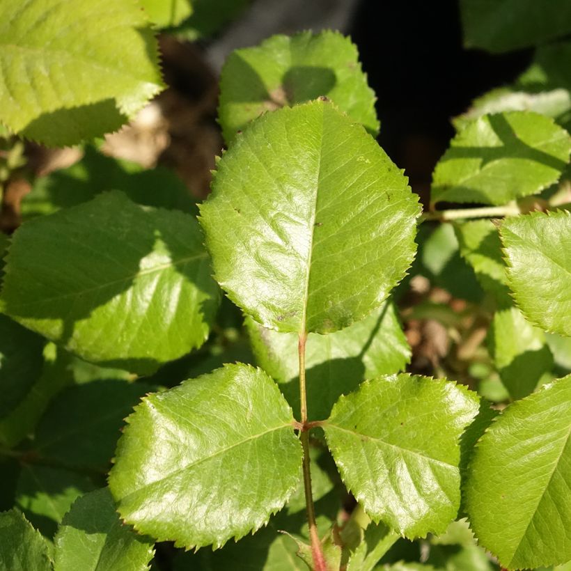 Rosa Alexandra Renaissance - Grootbloemige roos (Blad)
