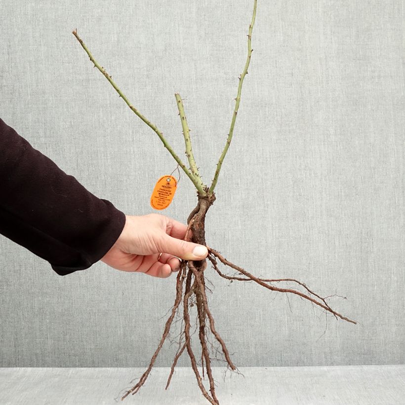 Exemplaar van Rosa Princesse Charlene de Monaco - Grootbloemige roos Naakte wortel zoals geleverd in de winter