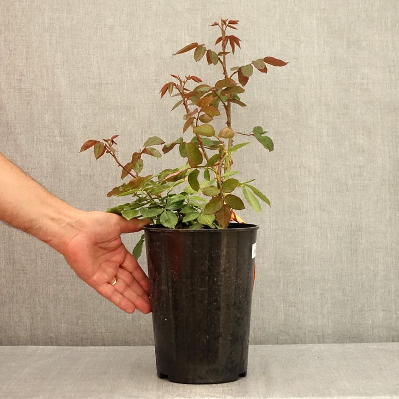 Exemplaar van Rosa Princesse de Monaco - Grootbloemige roos Pot van 4 l/5 l zoals geleverd in de zomer