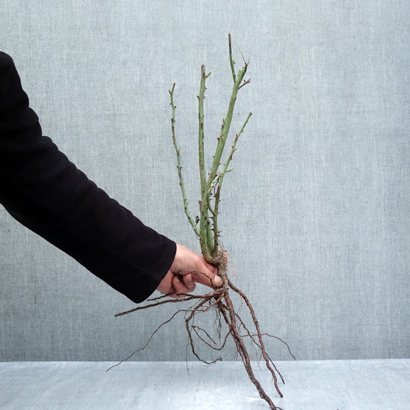 Exemplaar van Rosa Princesse de Monaco - Grootbloemige roos Naakte wortel zoals geleverd in de winter