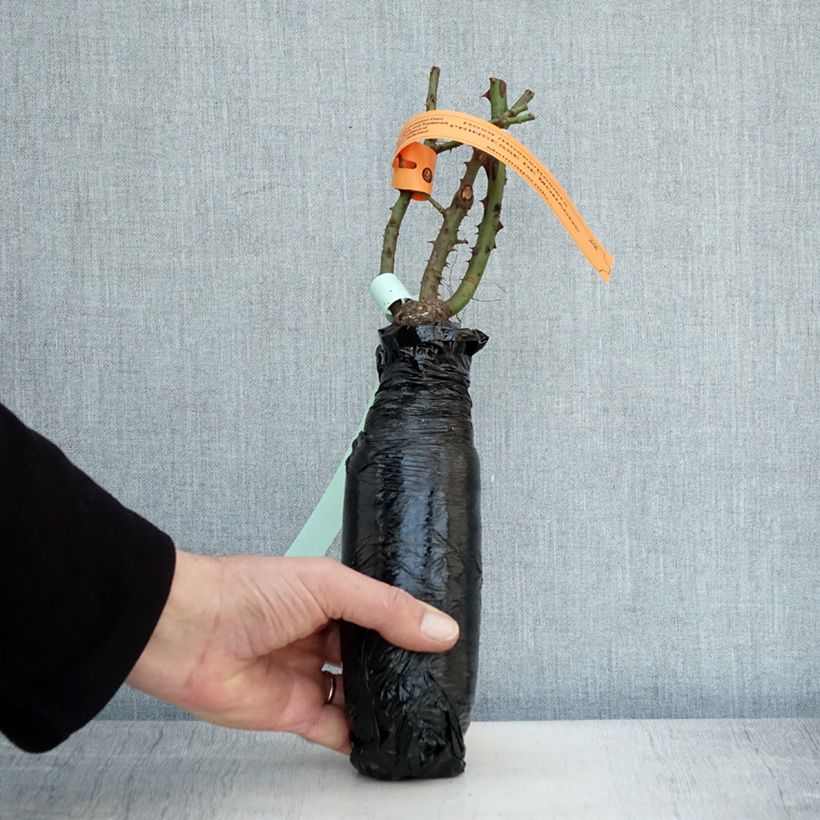 Exemplaar van Rosa Princesse de Monaco - Grootbloemige roos In kluit zoals geleverd in de winter