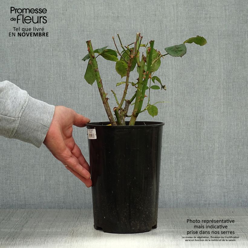 Exemplaar van Rosa Queen Elizabeth - Grootbloemige roos Pot van 4 l/5 l zoals geleverd in de herfst